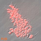 HEK293 FUS Knockout Human Cell Line