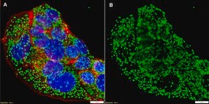 Anti-Mitochondria Antibody, clone 113-1 ZooMAb® Mouse Monoclonal recombinant, expressed in HEK 293 cells