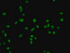 Anti-acetyl-Histone H2B type 1-B (K20) antibody, clone 21F11, Rabbit Monoclonal recombinant, expressed in HEK293F cells