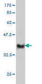 Monoclonal Anti-NKIRAS1 antibody produced in mouse clone 2A7, purified immunoglobulin, buffered aqueous solution