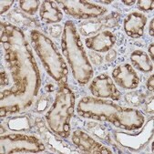 Anti-Adenylate kinase 4 Antibody, clone 9T5P1, Rabbit Monoclonal