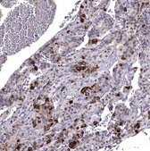 Anti-SCG5 antibody produced in rabbit Prestige Antibodies&#174; Powered by Atlas Antibodies, affinity isolated antibody