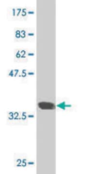 Monoclonal Anti-SMARCD2 antibody produced in mouse clone 2C2, purified immunoglobulin, buffered aqueous solution