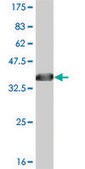 ANTI-ABL2 antibody produced in mouse clone 3E4, purified immunoglobulin, buffered aqueous solution