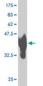 ANTI-ALF antibody produced in mouse clone 2E3, purified immunoglobulin, buffered aqueous solution