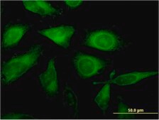 Monoclonal Anti-C1orf89 antibody produced in mouse clone 3G4, purified immunoglobulin, buffered aqueous solution