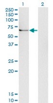 Monoclonal Anti-UBQLN1 antibody produced in mouse clone 1C6-B7, purified immunoglobulin, buffered aqueous solution