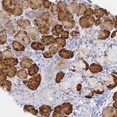 Anti-ZG16B antibody produced in rabbit Prestige Antibodies&#174; Powered by Atlas Antibodies, affinity isolated antibody, buffered aqueous glycerol solution