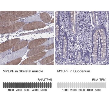 Anti-MYLPF Prestige Antibodies&#174; Powered by Atlas Antibodies, affinity isolated antibody