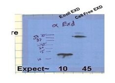 Anti-EXD antibody produced in rabbit IgG fraction of antiserum