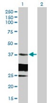 Anti-HSD17B6 antibody produced in mouse purified immunoglobulin, buffered aqueous solution