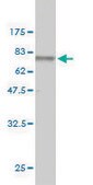 Monoclonal Anti-RNU3IP2 antibody produced in mouse clone 1E8, purified immunoglobulin, buffered aqueous solution