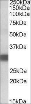 Anti-PDXP (C-terminal) antibody produced in goat affinity isolated antibody, buffered aqueous solution