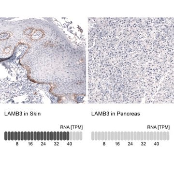 Monoclonal Anti-LAMB3 antibody produced in mouse Prestige Antibodies&#174; Powered by Atlas Antibodies, clone CL3353, purified immunoglobulin, buffered aqueous glycerol solution