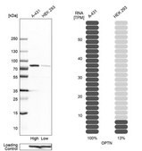 Anti-OPTN antibody produced in rabbit Ab1, Prestige Antibodies&#174; Powered by Atlas Antibodies, affinity isolated antibody, buffered aqueous glycerol solution