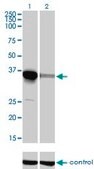 Monoclonal Anti-ELAVL4 antibody produced in mouse clone 6B9, purified immunoglobulin, buffered aqueous solution