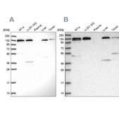 Anti-SEC23IP antibody produced in rabbit Prestige Antibodies® Powered by Atlas Antibodies, affinity isolated antibody