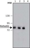 Anti-Gelsolin antibody, Mouse Monoclonal clone GS-2C4, purified from hybridoma cell culture
