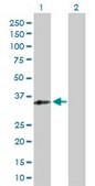 Anti-RFXAP antibody produced in rabbit purified immunoglobulin, buffered aqueous solution
