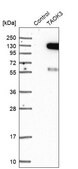 Anti-TAOK3 antibody produced in rabbit Prestige Antibodies® Powered by Atlas Antibodies, affinity isolated antibody, buffered aqueous glycerol solution