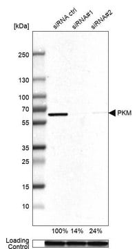 Anti-PKM antibody produced in rabbit Prestige Antibodies&#174; Powered by Atlas Antibodies, affinity isolated antibody, buffered aqueous glycerol solution