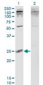 Monoclonal Anti-PDAP1 antibody produced in mouse clone 3B10, purified immunoglobulin, buffered aqueous solution