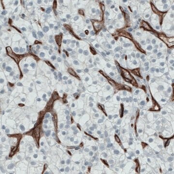 Monoclonal Anti-ENG antibody produced in mouse Prestige Antibodies&#174; Powered by Atlas Antibodies, clone CL1912, purified immunoglobulin, buffered aqueous glycerol solution