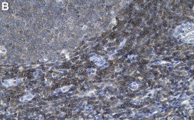 Anti-SIPA1 Antibody, clone 1D5 ZooMAb&#174; Rabbit Monoclonal recombinant, expressed in HEK 293 cells