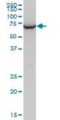 Monoclonal Anti-WDR79 antibody produced in mouse clone 1F12, purified immunoglobulin, buffered aqueous solution