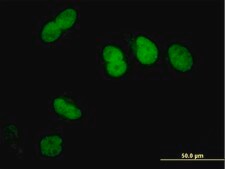 Monoclonal Anti-SFRS14 antibody produced in mouse clone 3C5, purified immunoglobulin, buffered aqueous solution