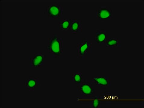 Monoclonal Anti-TBX6 antibody produced in mouse clone 1D11, purified immunoglobulin, buffered aqueous solution