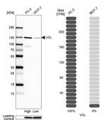 Anti-VCL antibody produced in rabbit Prestige Antibodies® Powered by Atlas Antibodies, affinity isolated antibody
