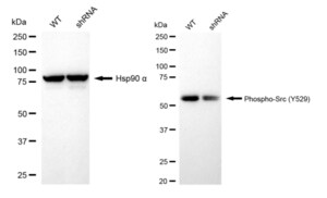 KD-Validated Anti-phospho-Src (Tyr529) Antibody, clone 23GB6690, Rabbit Monoclonal clone 23GB6690, recombinant rabbit monoclonal, expressed in HEK293 cells