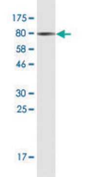 Monoclonal Anti-PRUNE antibody produced in mouse clone 1C11, purified immunoglobulin, buffered aqueous solution