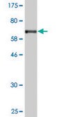 Monoclonal Anti-TEX28 antibody produced in mouse clone 1A8, purified immunoglobulin, buffered aqueous solution