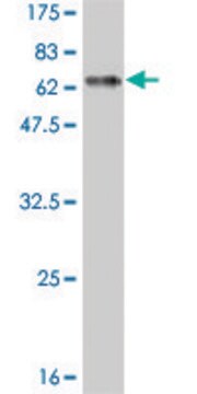 Monoclonal Anti-DLX3 antibody produced in mouse clone 3B8, purified immunoglobulin, buffered aqueous solution