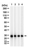 Anti-RAN Antibody, clone 1D6 ZooMAb® Rabbit Monoclonal recombinant, expressed in HEK 293 cells