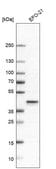 Anti-PCYT1A antibody produced in rabbit Prestige Antibodies&#174; Powered by Atlas Antibodies, affinity isolated antibody, buffered aqueous glycerol solution
