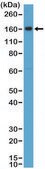 Anti-CD163 antibody, Rabbit monoclonal recombinant, expressed in HEK 293 cells, clone RM371, purified immunoglobulin