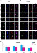 Anti-acetyl-Histone H3 (Lys9) Antibody serum, Upstate®