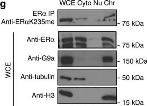 Anti-&#946;-Tubulin antibody, Mouse monoclonal ~2.0&#160;mg/mL, clone AA2, purified from hybridoma cell culture