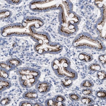 Anti-TMEM17 antibody produced in rabbit Prestige Antibodies&#174; Powered by Atlas Antibodies, affinity isolated antibody, buffered aqueous glycerol solution