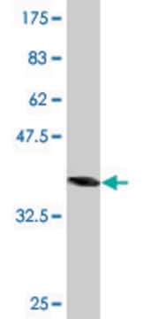 Monoclonal Anti-AHCYL1, (N-terminal) antibody produced in mouse clone 1B3, purified immunoglobulin, buffered aqueous solution