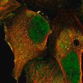 Anti-PRR7 antibody produced in rabbit Prestige Antibodies® Powered by Atlas Antibodies, affinity isolated antibody, buffered aqueous glycerol solution