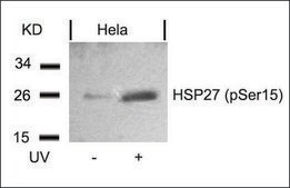 Anti-phospho-HSPB1 (pSer15) antibody produced in rabbit affinity isolated antibody