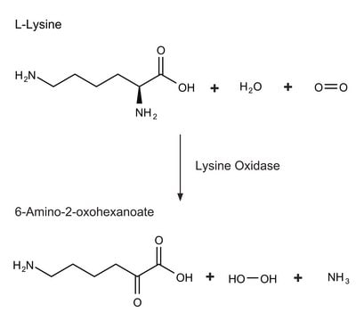 Lysine Oxidase from Trichoderma viride lyophilized powder, &#8805;20&#160;units/mg protein