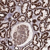 Monoclonal Anti-TUFM antibody produced in mouse Prestige Antibodies&#174; Powered by Atlas Antibodies, clone CL2243, purified immunoglobulin, buffered aqueous glycerol solution