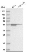 Anti-ZNF114 antibody produced in rabbit Prestige Antibodies® Powered by Atlas Antibodies, affinity isolated antibody, buffered aqueous glycerol solution