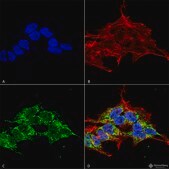 Monoclonal Anti-REEP1/2-PE/Atto 594 antibody produced in mouse clone S326D-29