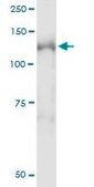 Monoclonal Anti-NEDD4L antibody produced in mouse clone 1D2, purified immunoglobulin, buffered aqueous solution